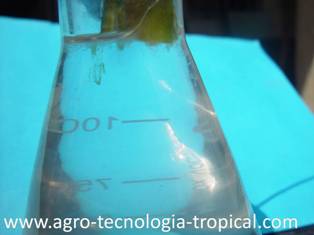 Exudado bacteriano permite diagnostico de la Ralstonia solanacearum